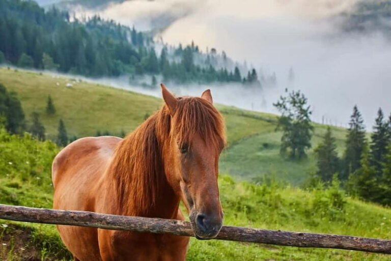 1 Day Horse Riding Adventure in Borjomi Mountains - Deep Dive into the Itinerary
