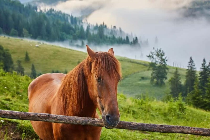1 Day Horse Riding Adventure in Borjomi Mountains - Deep Dive into the Itinerary