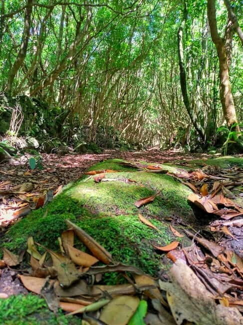 1-day jeep tour on the island of Pico - Azores - The Value and Practical Aspects