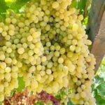 1 Day Rhodes Island Tour with Olive Oil, Honey and Wine Tasting - What Travelers Say: Honest Feedback and Insights