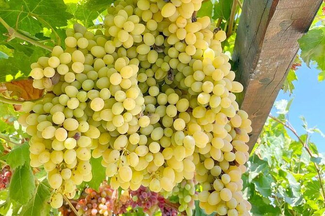 1 Day Rhodes Island Tour with Olive Oil, Honey and Wine Tasting - What Travelers Say: Honest Feedback and Insights