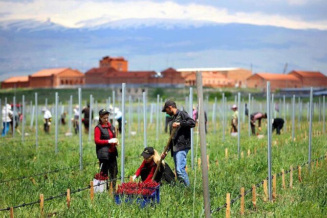 1-Day tour to Aragatsotn Wine region and Wine Route. - What You Can Expect from the Experience