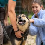1 Hour Fall Sled Dog Experience in Two Rivers - Why This Tour Works Well