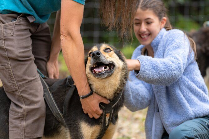 1 Hour Fall Sled Dog Experience in Two Rivers - Why This Tour Works Well