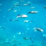 1-Hour Guided Semi-Submarine Tour to Isola Bella - The Value of the Tour