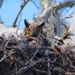 1 Hour Historical Wildlife Tour of The Famous Chain of Lakes - How Does It Feel to Be on the Water?
