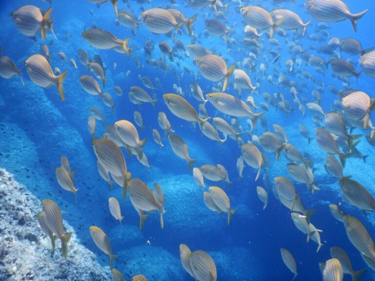 1-Hour Snorkeling Tour in Paraggi Bay, Portofino - Who Will Love This Experience?