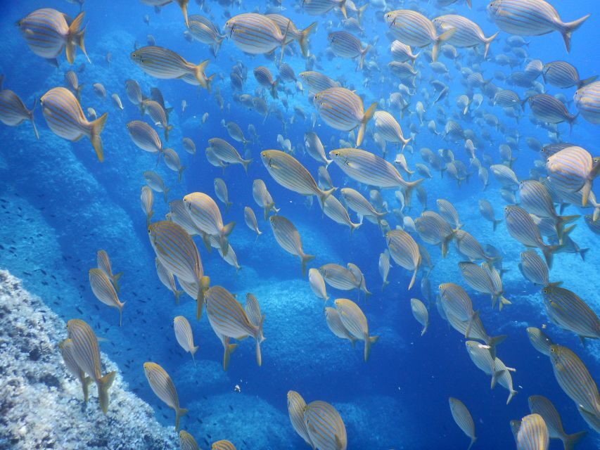 1-Hour Snorkeling Tour in Paraggi Bay, Portofino - Who Will Love This Experience?