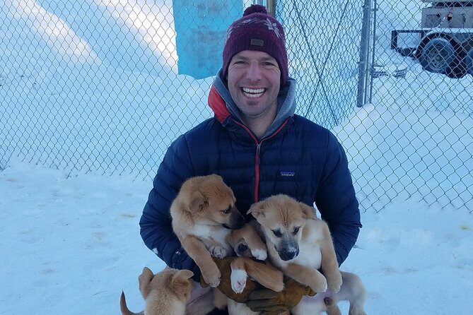 1 hour Winter Dog Sledding in Fairbanks - The Itinerary Breakdown