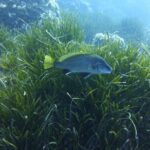 1 single dive in the Capo Carbonara marine protected area. For patented. - Final Thoughts