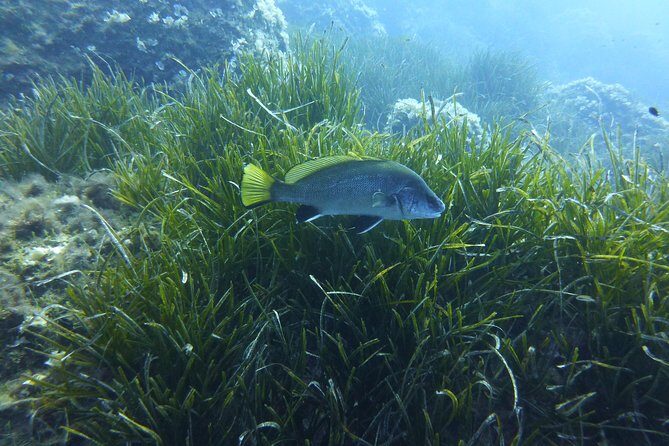 1 single dive in the Capo Carbonara marine protected area. For patented. - Final Thoughts