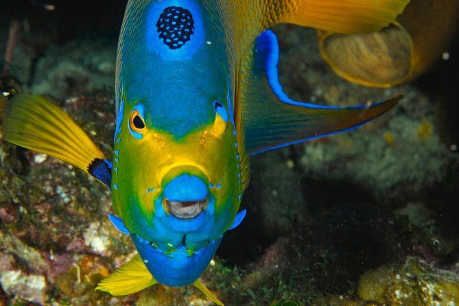 1 Tank Dive for certified divers - The Guide and Equipment