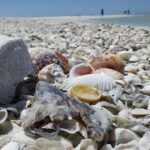 10,000 Islands Boat Excursion - 3.5-Hour Dolphins & Shelling Tour - Final Thoughts