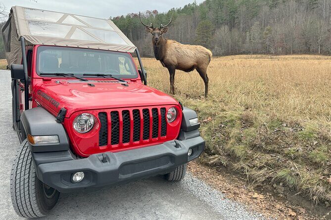 2.5-3 hour Smoky Mountain Cherokee Blue Ridge Parkway Safari tour - Who Will Love This Tour?