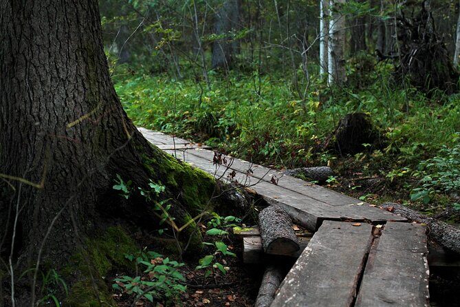 2.5 Hours Hike in Vaattunkikongas Forest Trail - The Warm Drink Break