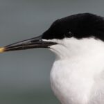 2.5 Hours SightSeeing Tour in Beaulieu River - The Itinerary: What to Expect