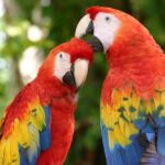 2 Day Combo Tour, Xcaret, Xel-Ha, Xplor and Chichen Itza Option - How the Tour Works