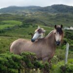 2-Day Connemara and Galway Bay Rail Tour from Dublin - The Honest Bottom Line