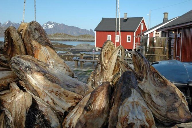 2-Day Lofoten Highlights Photo Tour (Summer) - What Are the Downsides?