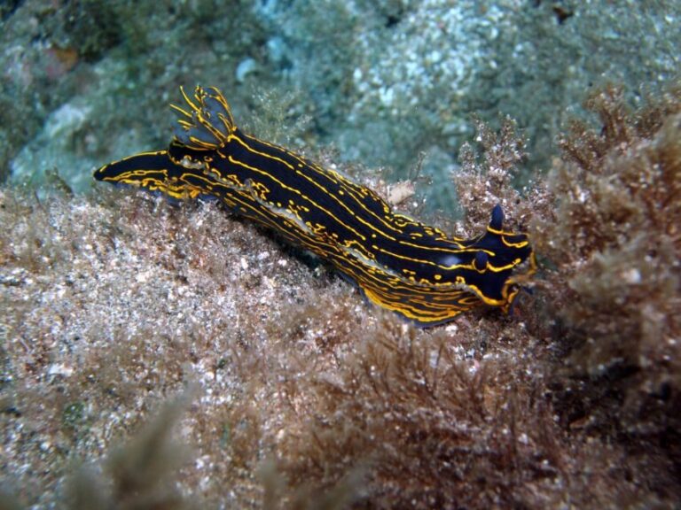 2-Dive Guided Scuba Diving For Qualified Divers - The Practicalities