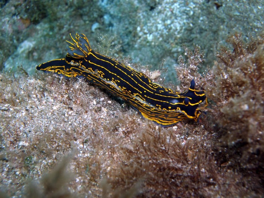 2-Dive Guided Scuba Diving For Qualified Divers - The Practicalities