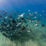 2 Dives in the Cabo Marine Park - Frequently Asked Questions