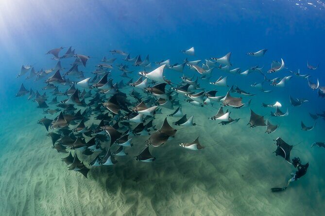 2 Dives in the Cabo Marine Park - Frequently Asked Questions