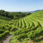 2 Guests Private Prosecco Road Tour All Inclusive from Conegliano - Transportation & Logistics