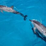 2 Hour Big Island Dolphin Watching and Sea Turtle Snorkel Tour - Setting Out on Your Marine Adventure