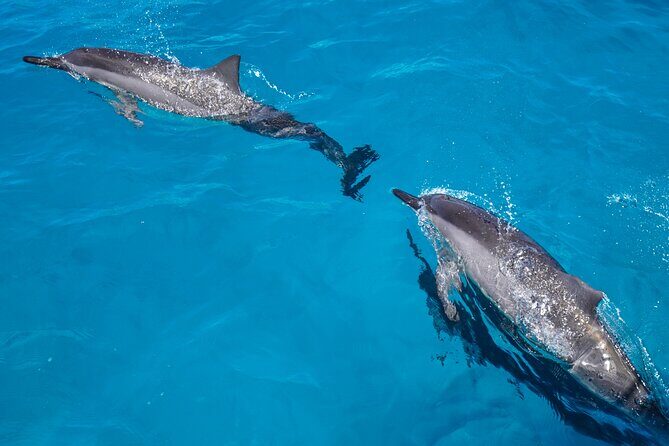 2 Hour Big Island Dolphin Watching and Sea Turtle Snorkel Tour - Setting Out on Your Marine Adventure