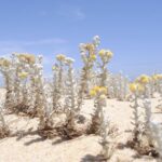 2-hour Bird Watching Guided Boat Trip in Ria Formosa from Faro Algarve - FAQs About the 2-Hour Bird Watching Guided Boat Trip