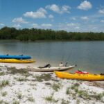 2 Hour Dolphin, Birding and Shelling Tour - The Value of a Two-Hour Experience