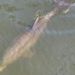 2 hour Dolphin Sightseeing Tour in Melbourne Florida - Who Is This Tour Best For?