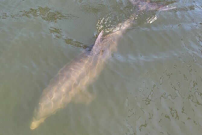 2 hour Dolphin Sightseeing Tour in Melbourne Florida - Who Is This Tour Best For?