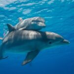2-Hour Dolphin Sunset Tour from Giardini Naxos - Considerations and Downsides