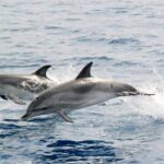 2-Hour Dolphin Watching Experience in Fuerteventura - Frequently Asked Questions