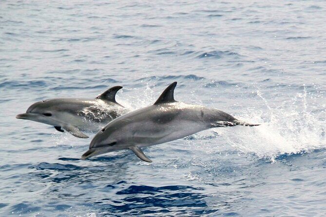 2-Hour Dolphin Watching Experience in Fuerteventura - Frequently Asked Questions