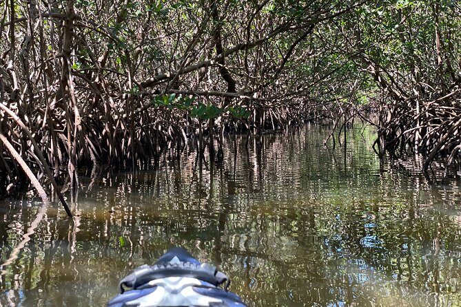 2- Hour Jungle Tour at Prehistoric Preserve Site in Fort Pierce - Wildlife and Nature: What Youll See