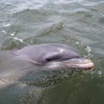 2 Hour Kayak Hilton Head Dolphin and Nature Tour - The Experience: A Closer Look at the Details