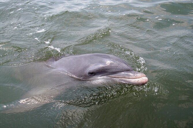 2 Hour Kayak Hilton Head Dolphin and Nature Tour - The Experience: A Closer Look at the Details