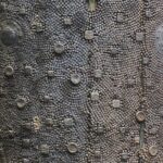 2 Hour Private Guided Walking Tour: Jewish Mainz - The Synagogue and Its Significance