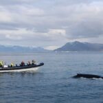 2-Hour RIB Boat Whale Watching Tour from Reykjavik - The Value of the Tour