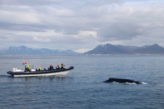 2-Hour RIB Boat Whale Watching Tour from Reykjavik - The Value of the Tour