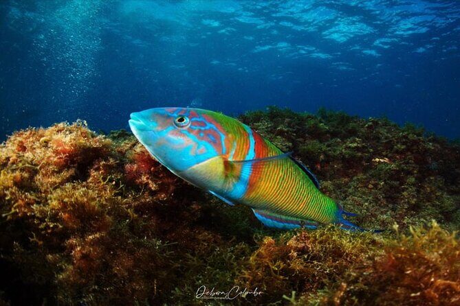 2 Hours Guided Snorkeling Tour in Playa Chica - A Friendly Look at the 2-Hour Guided Snorkeling Tour in Playa Chica