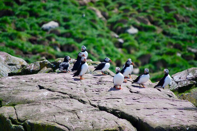 2 Hours Guided Whale and Bird Boat Tour in Bay Bulls - Who Should Consider This Tour?