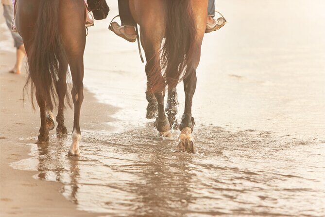 2 hours Horse Riding Excursion near the Beach in Alcúdia bay - Practical Details and Considerations
