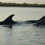 2 Hours Shem Creek Safari Kayak Tour - Key Points