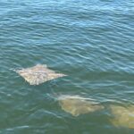 2 HR Dolphin Tour for 7 people - Breaking Down the Itinerary