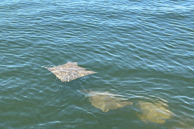 2 HR Dolphin Tour for 7 people - Breaking Down the Itinerary