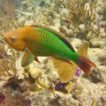 2 Location Snorkel Tour - Gear Included, 65 minutes per location - Who is This Tour Best For?